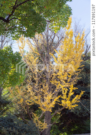 [Japan] Ginkgo trees with yellow and red leaves in the grounds of Tomioka Hachimangu Shrine in Koto Ward, Tokyo 117891197