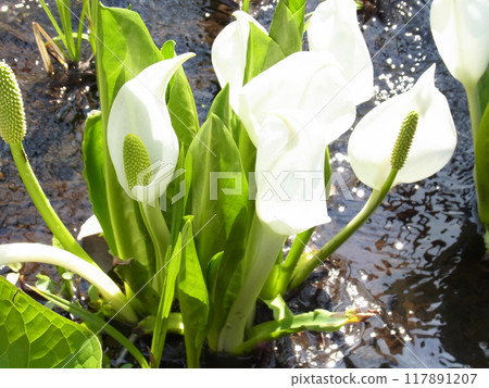 Skunk cabbage in the light Skunk cabbage in the light 117891207