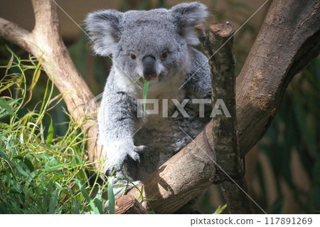 Early autumn: A koala stands up while munching on eucalyptus at the Australian Gardens of Tama Zoo Early autumn: A koala stands up while munching on eucalyptus at the Australian Gardens of Tama Zoo 117891269