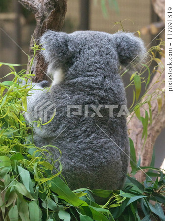 Early autumn Tama Zoo Australian Garden A cute koala from behind Early autumn Tama Zoo Australian Garden A cute koala from behind 117891319