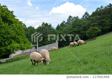 八岳牧場公園 117891408