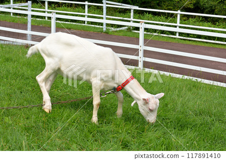 Yatsugatake Makiba Park 117891410