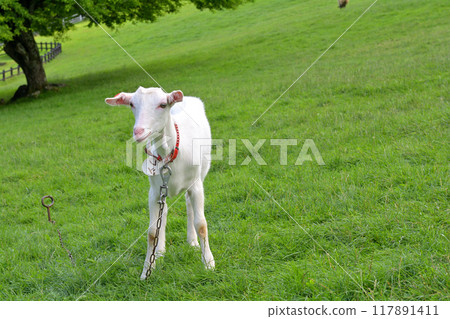 Yatsugatake Makiba Park 117891411