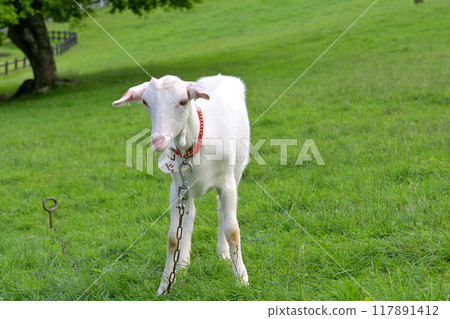 Yatsugatake Makiba Park 117891412