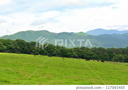 八岳牧場公園 八岳牧場公園 117891485