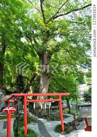 群馬縣高崎市山名町，山名八幡宮的神樹，保育平安之神 117891614
