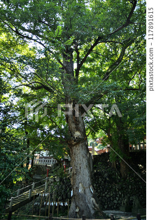 The sacred tree of Yamana Hachiman Shrine, the god of safe childbirth and child rearing, in Yamana Town, Takasaki City, Gunma Prefecture The sacred tree of Yamana Hachiman Shrine, the god of safe childbirth and child rearing, in Yamana Town, Takasaki City, Gunma Prefecture 117891615