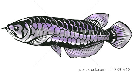 Purple arowana paper cutout illustration 117891640