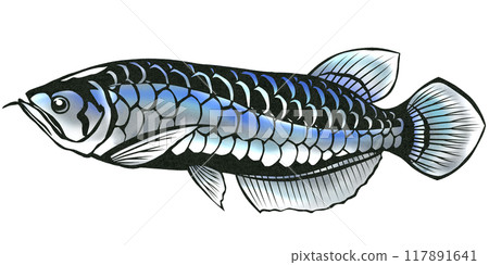 包括藍色龍魚切口插圖背景 117891641