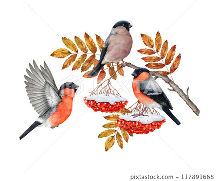 Winter time bullfinch birds on rowan tree twig with berries covered with snow. Pyrrhula pyrrhula avian watercolor illustration. Bullfinch forest bird on rowanberry branch winter scene isolated 117891668