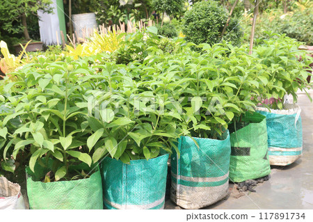 Allamanda blanchetii flower plant on nursery Allamanda blanchetii flower plant on nursery 117891734