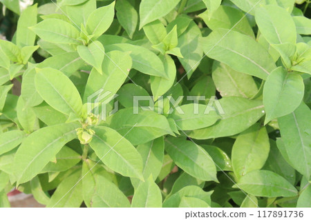Allamanda blanchetii flower plant on nursery Allamanda blanchetii flower plant on nursery 117891736