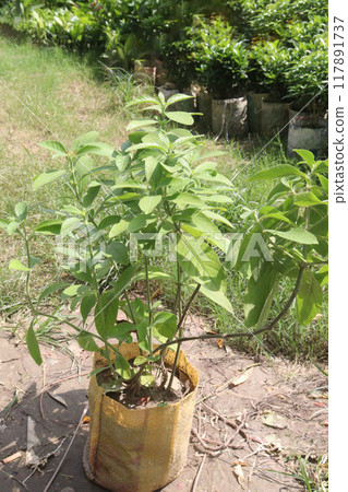 Allamanda blanchetii flower plant on nursery 117891737