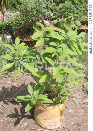 Allamanda blanchetii flower plant on nursery 117891738