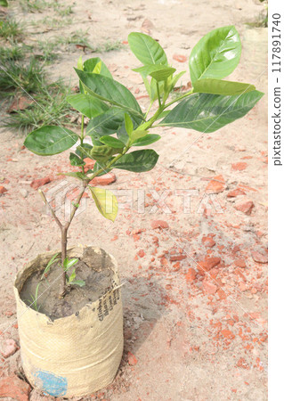 Allamanda vine flower plant on nursery Allamanda vine flower plant on nursery 117891740