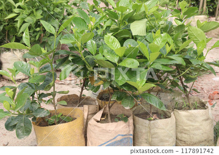 Allamanda vine flower plant on nursery 117891742