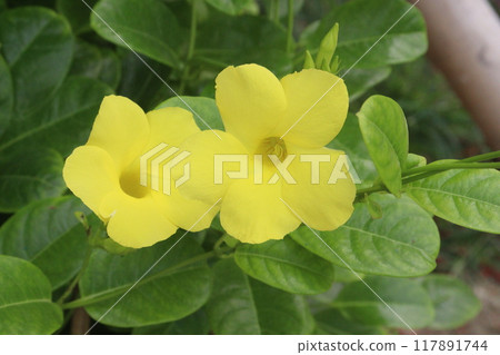 Allamanda vine flower plant on nursery Allamanda vine flower plant on nursery 117891744