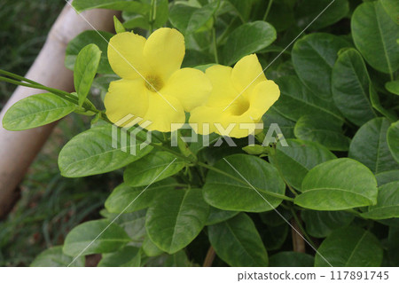 Allamanda vine flower plant on nursery Allamanda vine flower plant on nursery 117891745
