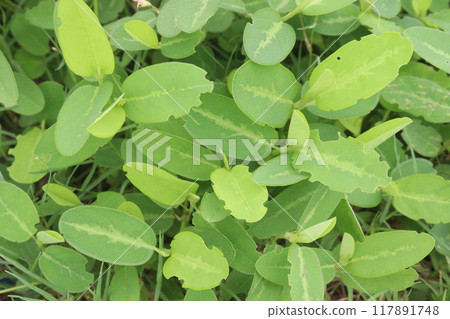 Alysicarpus vaginalis plant on farm 117891748
