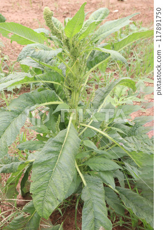 Amaranthus viridis on farm for sell 117891750