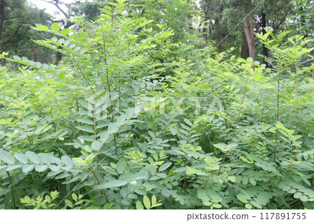 Amorpha californica plant on forest 117891755