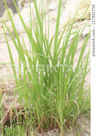 andropogon bicornis plant on forest 117891756
