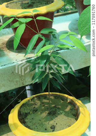 Aquilaria malaccensis plant on nursery 117891760
