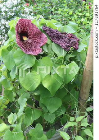 Aristolochia littoralis flower plant on nursery Aristolochia littoralis flower plant on nursery 117891764