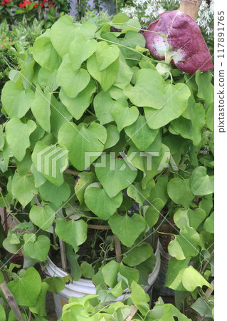 Aristolochia littoralis flower plant on nursery 117891765