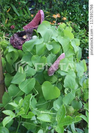 Aristolochia littoralis flower plant on nursery 117891766