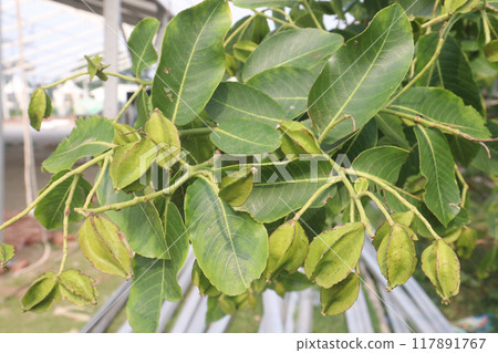 Arjun plant with fruit on farm for medicinal purpose 117891767