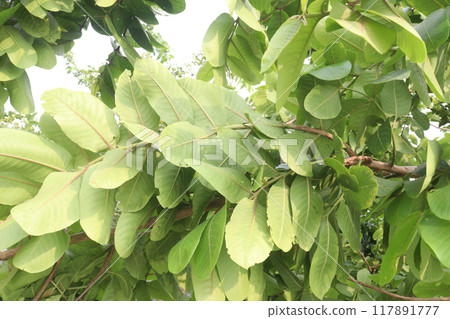 Arjun plant on farm for medicinal purpose Arjun plant on farm for medicinal purpose 117891777