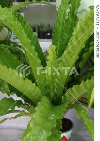 Asplenium nidus on farm for sell Asplenium nidus on farm for sell 117891778