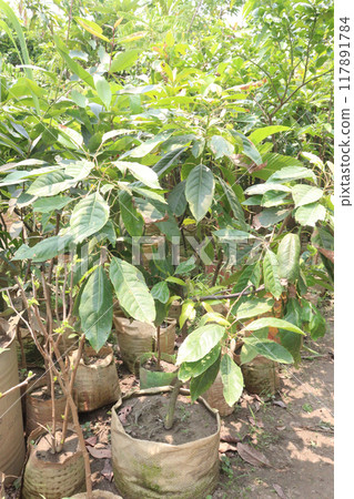 Avocado plant on nursery for sell 117891784