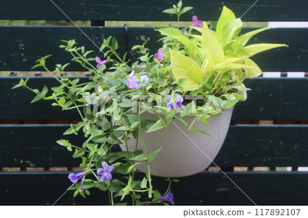 懸掛著石灰色的綠蘿和藍豬耳植物 117892107