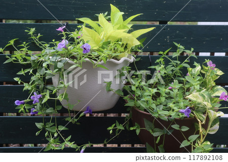 懸掛的綠蘿和超級藍豬耳植物 懸掛的綠蘿和超級藍豬耳植物 117892108