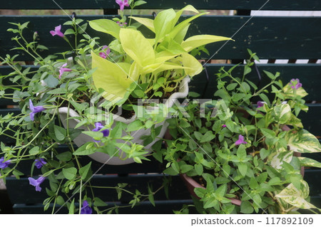 Hanging Pothos and Super Torenia 117892109