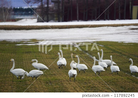 Spring arrives: Swans in the fields Spring arrives: Swans in the fields 117892245