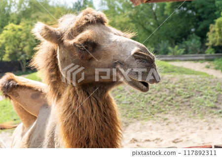 The camel portrait closeup The camel portrait closeup 117892311