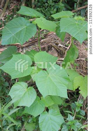 Abroma augusta plant on farm Abroma augusta plant on farm 117892326