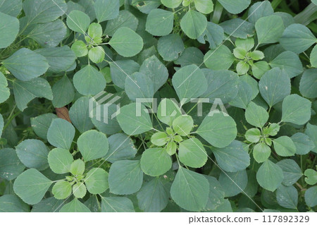 Acalypha indica plant on jungle 117892329