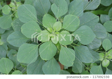 Acalypha indica plant on jungle Acalypha indica plant on jungle 117892330