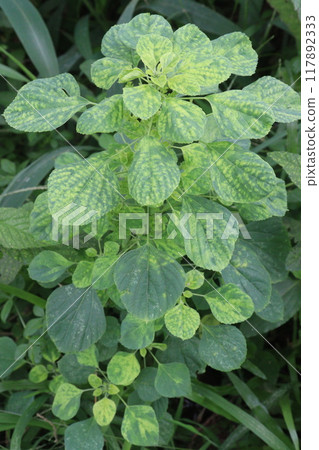 Acalypha indica plant on jungle 117892333