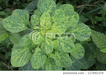 Acalypha indica plant on jungle Acalypha indica plant on jungle 117892334