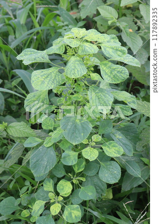 Acalypha indica plant on jungle Acalypha indica plant on jungle 117892335