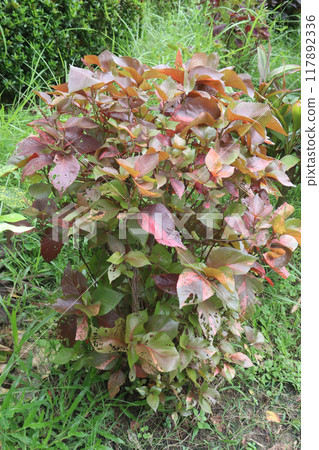 Acalypha wilkesiana plant on garden Acalypha wilkesiana plant on garden 117892336