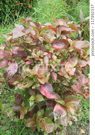 Acalypha wilkesiana plant on garden 117892337