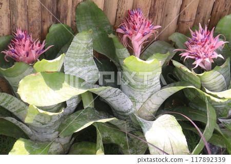 Aechmea fasciata flower plant on nursery 117892339