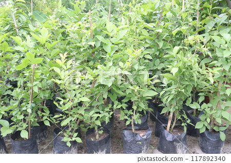 Aegle Marmelos plant on nursery 117892340