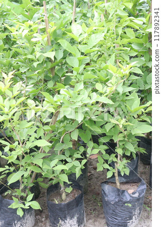 Aegle Marmelos plant on nursery 117892341